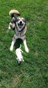 dog training classes telford